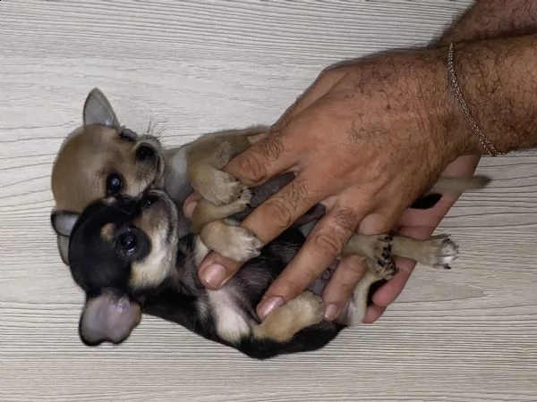 chihuahua toy 