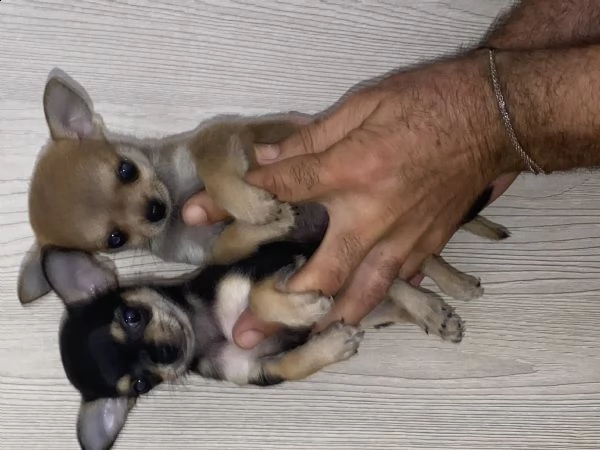 chihuahua toy  | Foto 0