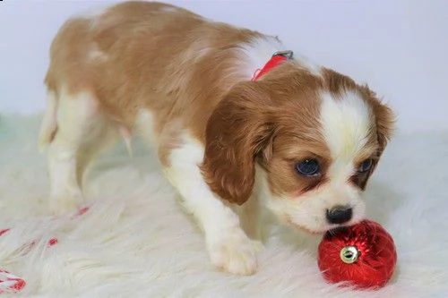 regalo cavalier king cuccioli meravigliosi  