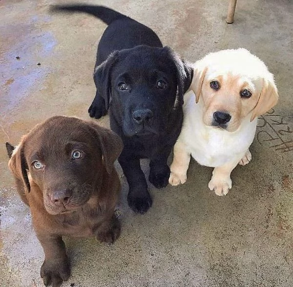  regalo bello labrador cuccioli maschi e femmine bello labrador  maschio e femmina sverminato con