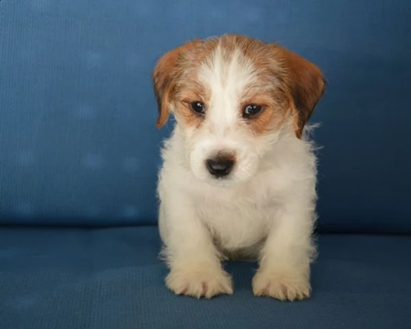 jack russell terrier cuccioli altamente selezionati | Foto 6