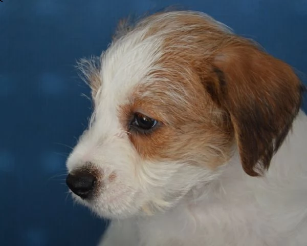 jack russell terrier- cuccioli altamente selezionati | Foto 5