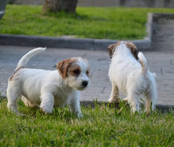 jack russell terrier- cuccioli altamente selezionati