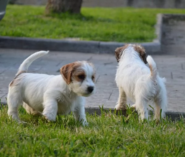 jack russell terrier cuccioli altamente selezionati