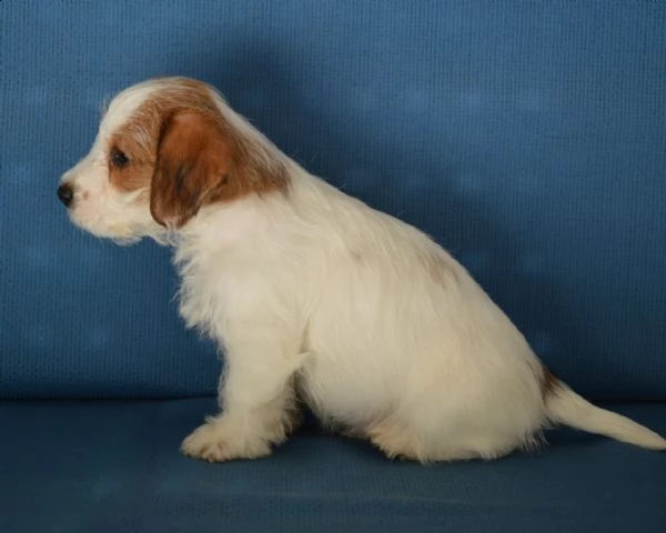 jack russell terrier- cuccioli altamente selezionati | Foto 2