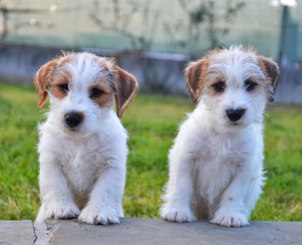 jack russell terrier- cuccioli altamente selezionati | Foto 1