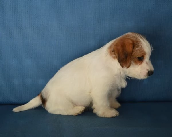 jack russell terrier- cuccioli altamente selezionati | Foto 0