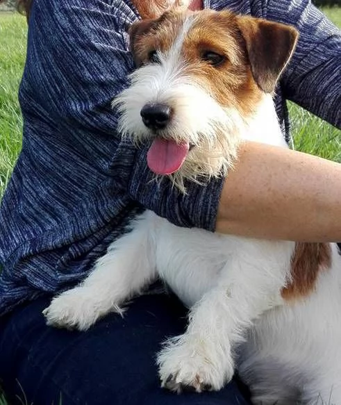 jack russell terrier  cuccioli altamente selezionati | Foto 6