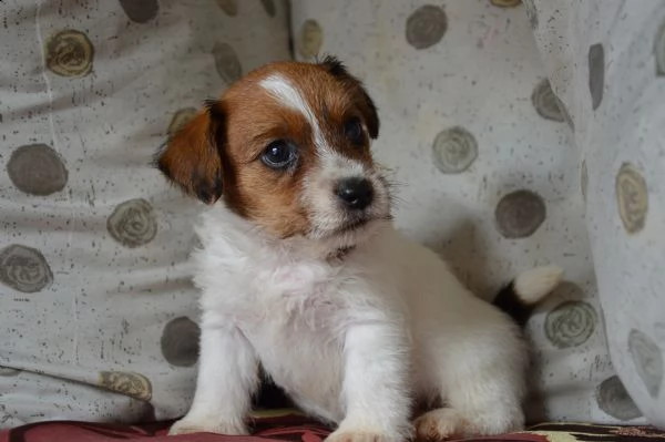 jack russell terrier  cuccioli altamente selezionati | Foto 5
