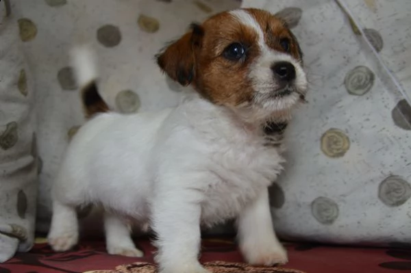 jack russell terrier  cuccioli altamente selezionati | Foto 3