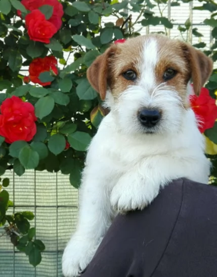 jack russell terrier  cuccioli altamente selezionati | Foto 0