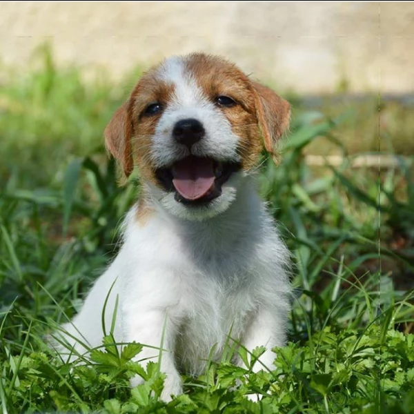 jack russell terrier  cuccioli altamente selezionati