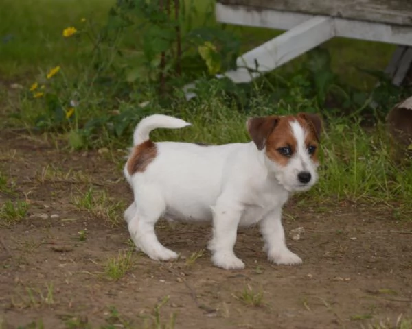 Jack Russell Terrier  Cuccioli Altamente Selezionati | Foto 5