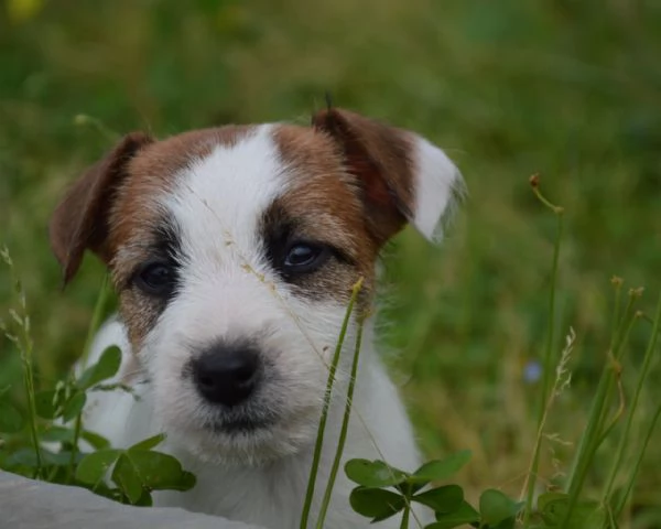 Jack Russell Terrier  Cuccioli Altamente Selezionati