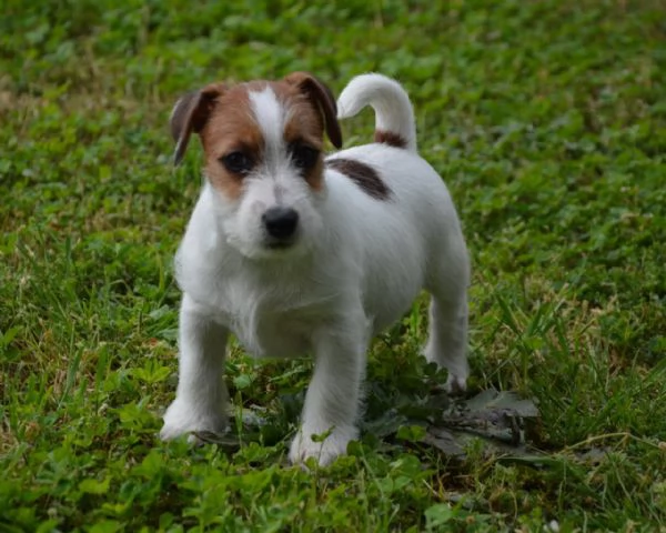 Jack Russell Terrier  Cuccioli Altamente Selezionati | Foto 4