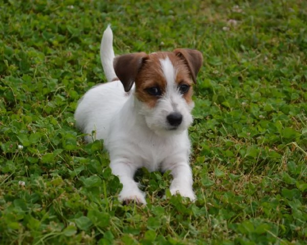 Jack Russell Terrier  Cuccioli Altamente Selezionati | Foto 3