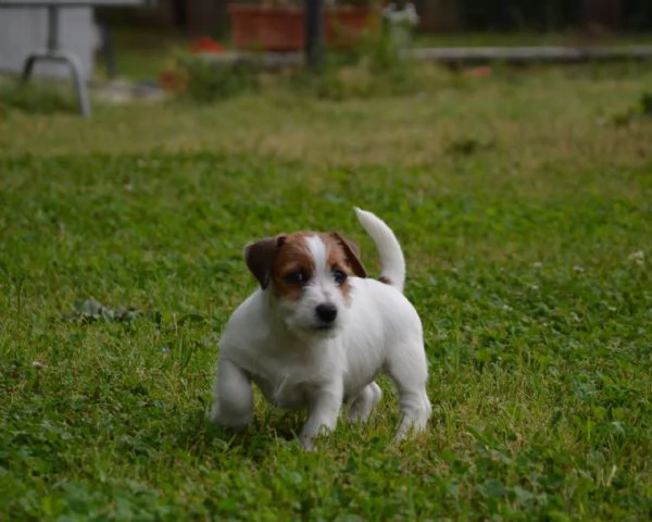 Jack Russell Terrier  Cuccioli Altamente Selezionati | Foto 2
