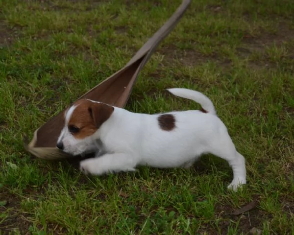 Jack Russell Terrier  Cuccioli Altamente Selezionati | Foto 0