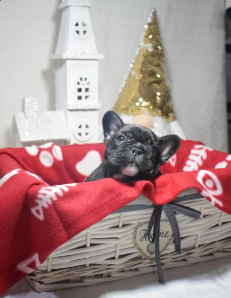 cucciolo bulldog francese