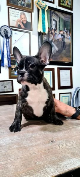 cucciolo bulldog francese | Foto 4