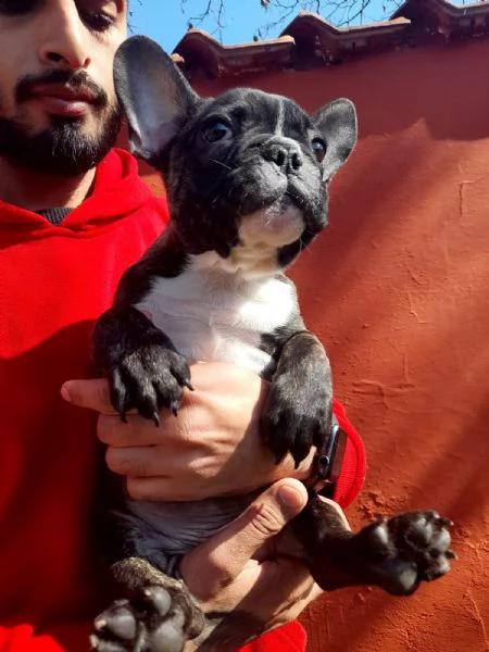 cucciolo bulldog francese | Foto 3