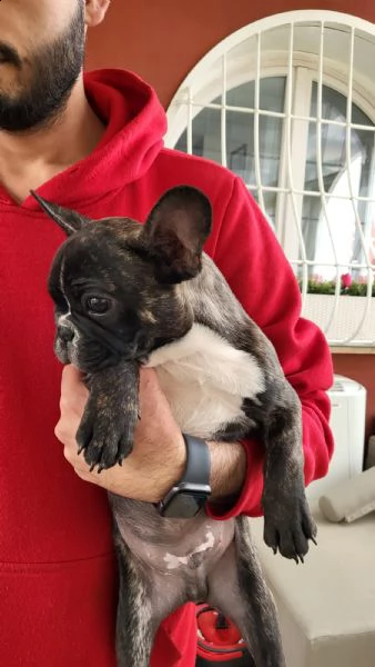 cucciolo bulldog francese | Foto 2