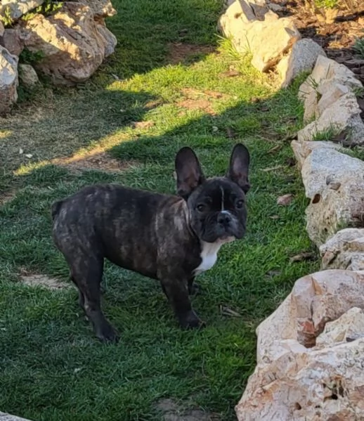 cucciolo bulldog francese | Foto 1