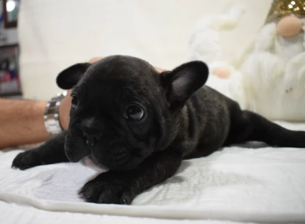 cucciolo bulldog francese | Foto 0