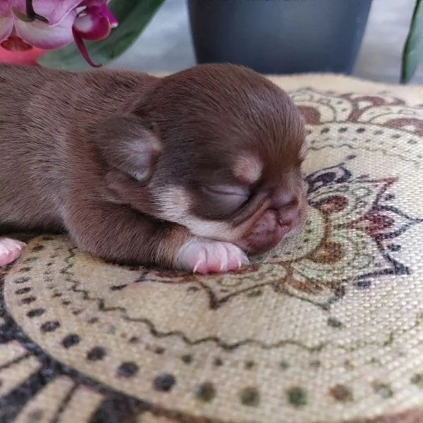 Maschietti chihuahua cuccioli cioccolato e blu