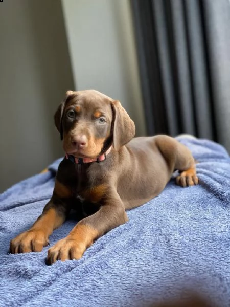 regalo adorabili cuccioli  dobermann  femminucce e maschietti  gratuita