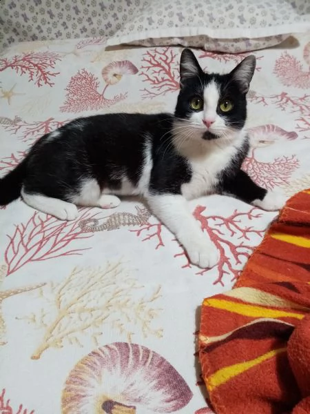 luna circa 8 mesi, recuperata dalla strada, vaccinata, sterilizzata si affida con modulo e preaffido