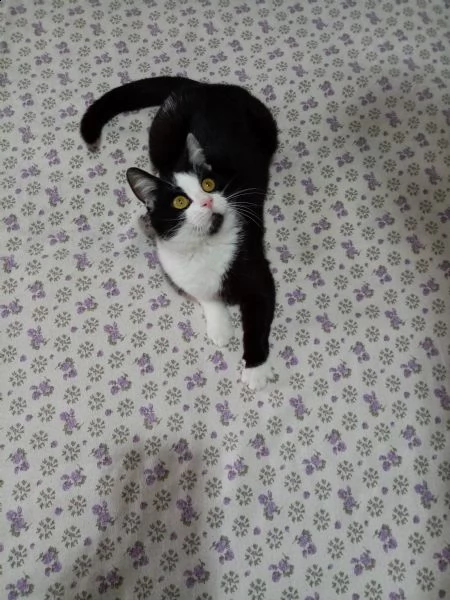 luna circa 8 mesi, recuperata dalla strada, vaccinata, sterilizzata si affida con modulo e preaffido | Foto 2