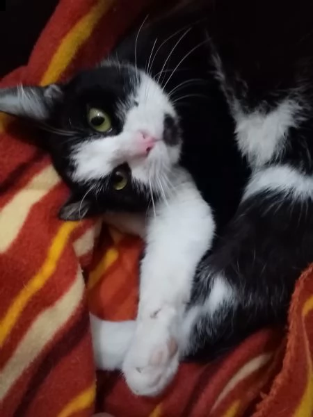 luna circa 8 mesi, recuperata dalla strada, vaccinata, sterilizzata si affida con modulo e preaffido | Foto 1