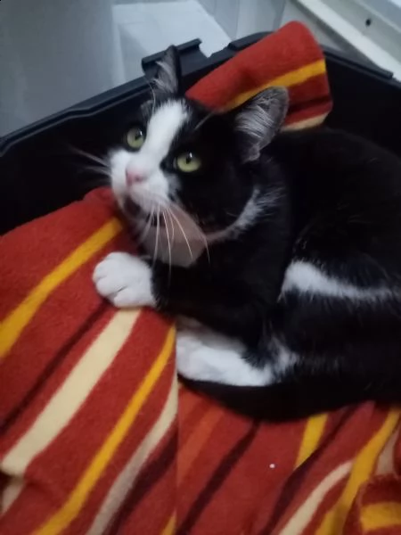 luna circa 8 mesi, recuperata dalla strada, vaccinata, sterilizzata si affida con modulo e preaffido | Foto 0