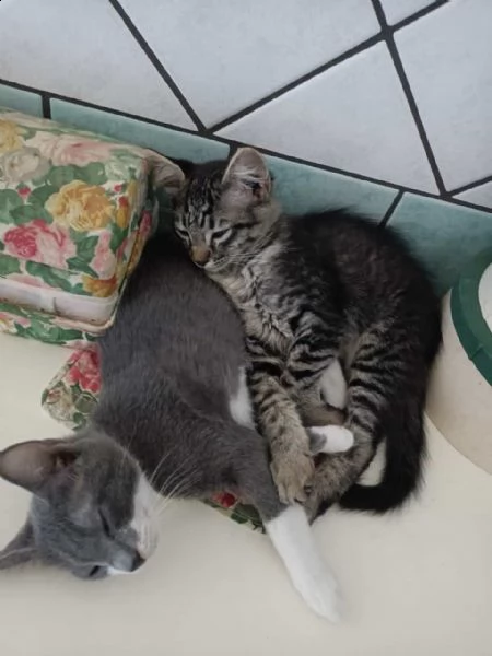 gattini cercano mamma