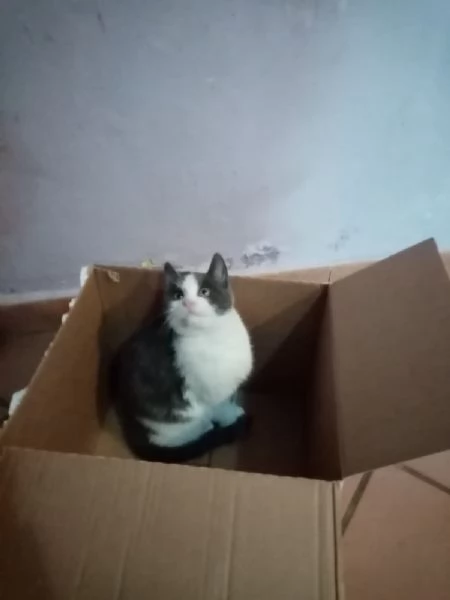 Gattina dolcissima cerca adozione  | Foto 1