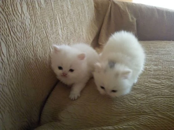  regalo gattini persiani   splendidi gattini persiani cercano casa e tanto amore hanno 45 giorni e 