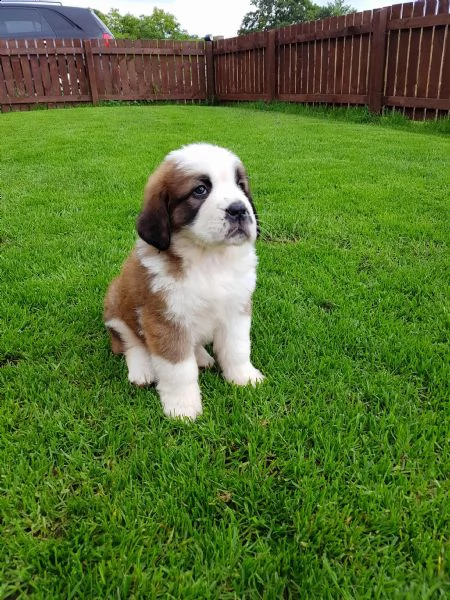 regalo san bernardo cuccioli  abbiamo due di questi cuccioli un maschio e una femmina sono molto s