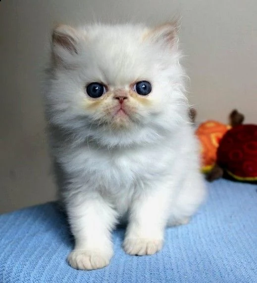 regalo gattini persiani per ladozione  ho 2 splendide gattino femmine e maschio  persiano uno  un