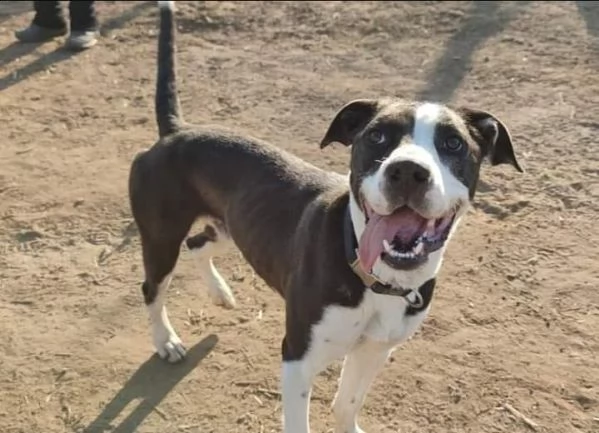 aron incrocio pit/amstaff | Foto 4