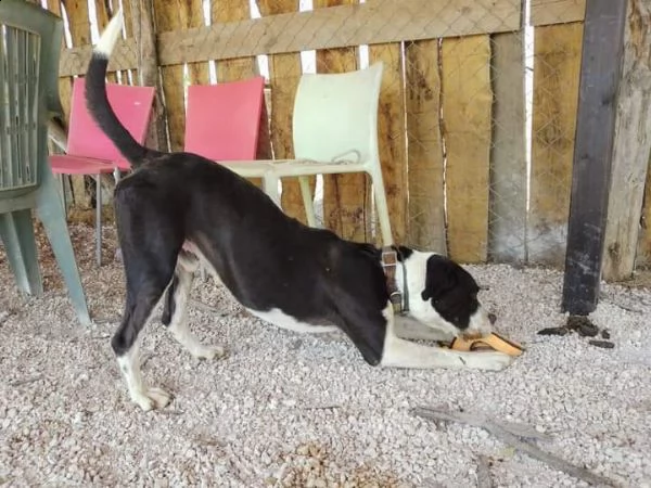 aron incrocio pit/amstaff | Foto 3