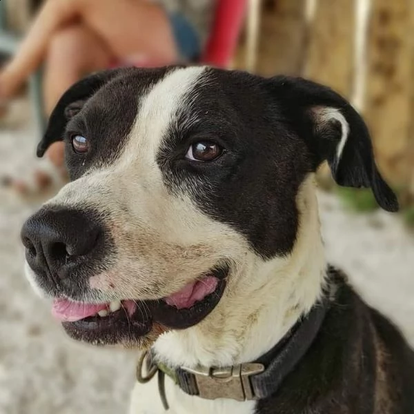 aron incrocio pit/amstaff | Foto 2