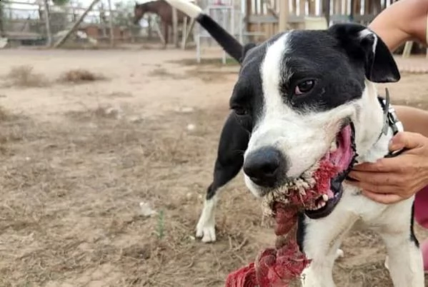 aron incrocio pit/amstaff | Foto 1