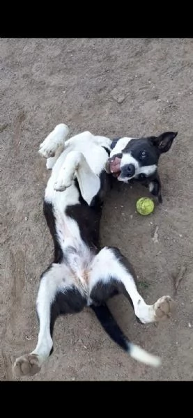 aron incrocio pit/amstaff