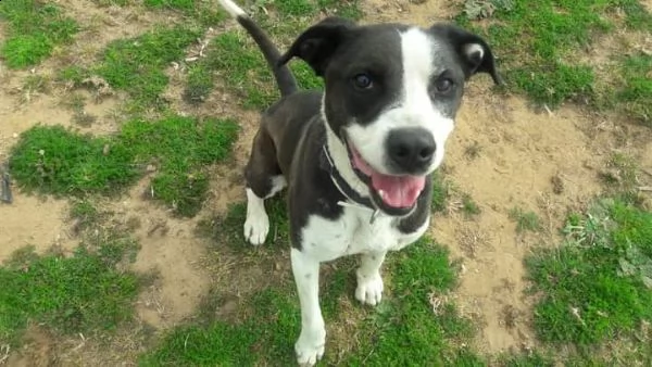 aron incrocio pit/amstaff | Foto 0