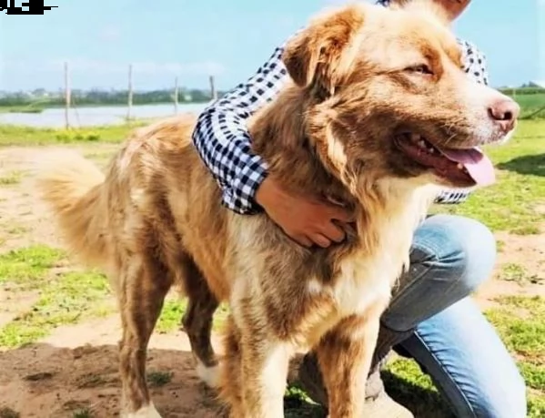 leone cucciolo di 12 mesi | Foto 4