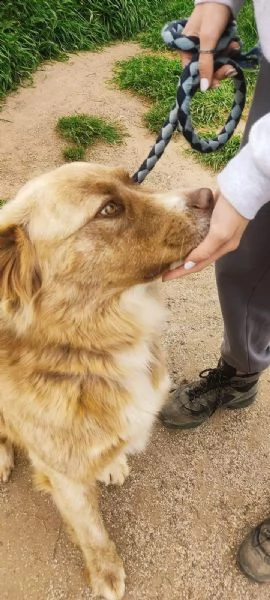 leone cucciolo di 12 mesi | Foto 3