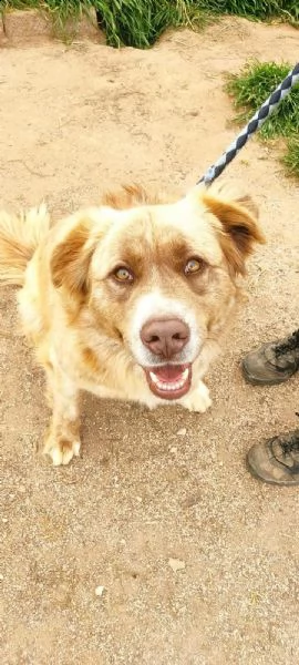 leone cucciolo di 12 mesi | Foto 1