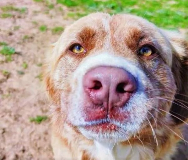 leone cucciolo di 12 mesi