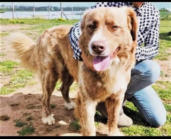 leone cucciolo di 12 mesi | Foto 0